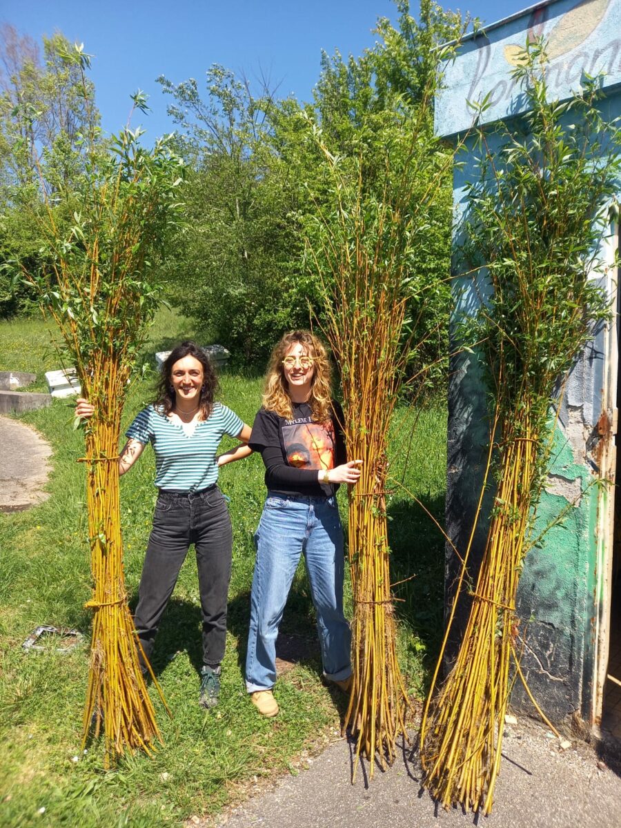Collecte d’osier au Chantier Tramasset matériau essentiel pour les futurs ateliers vannerie