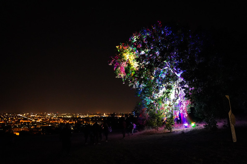 un arbre illuminé de multiples couleurs, la nuit